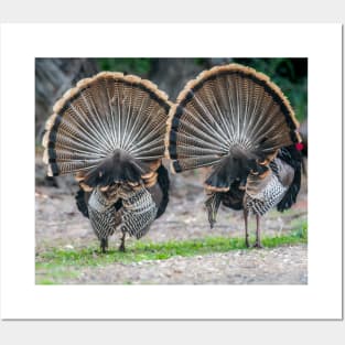 My Fanned Tail Feathers Are Bigger Than Yours Posters and Art